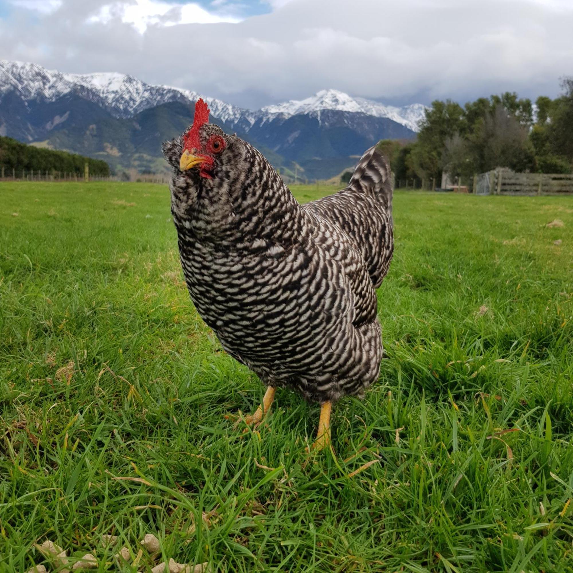 Awatea Country Bed & Breakfast Kaikoura Exteriör bild