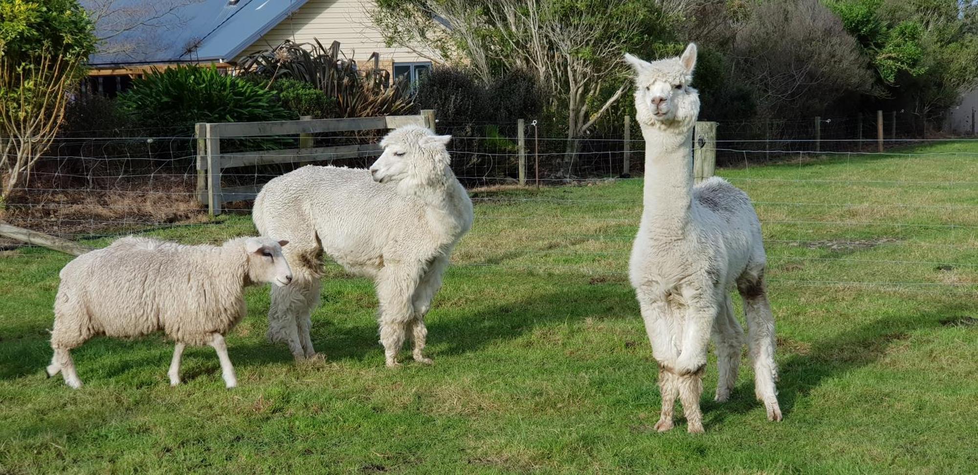 Awatea Country Bed & Breakfast Kaikoura Exteriör bild