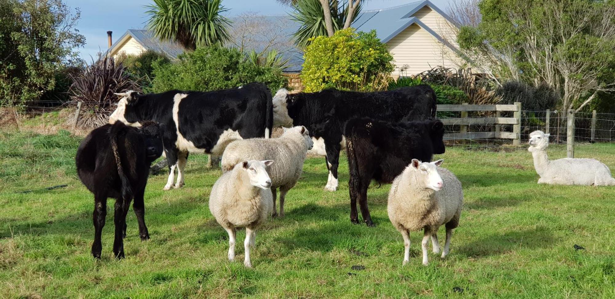 Awatea Country Bed & Breakfast Kaikoura Exteriör bild