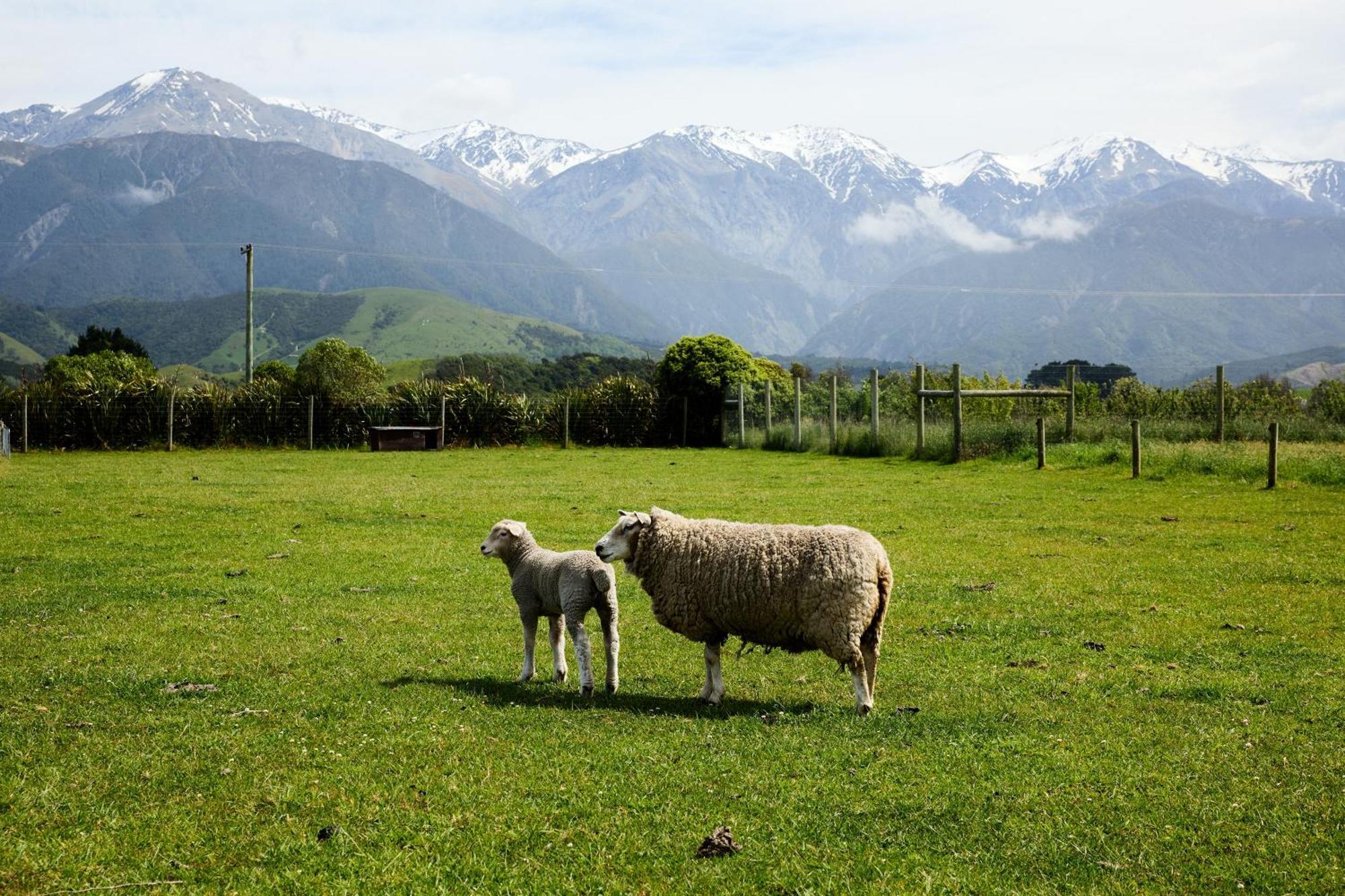 Awatea Country Bed & Breakfast Kaikoura Exteriör bild