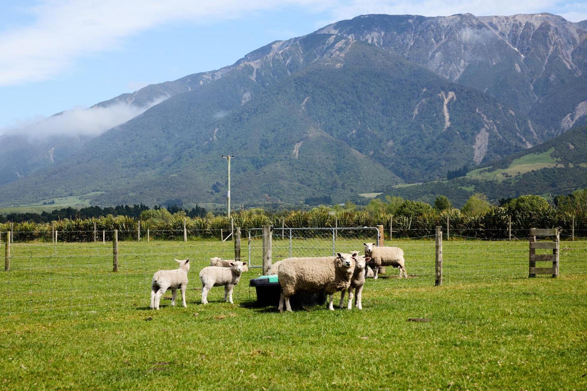 Awatea Country Bed & Breakfast Kaikoura Exteriör bild