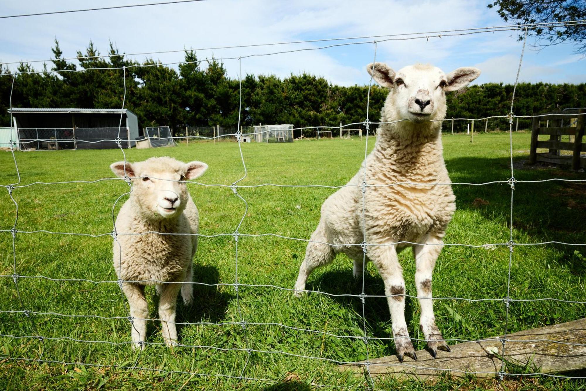 Awatea Country Bed & Breakfast Kaikoura Exteriör bild